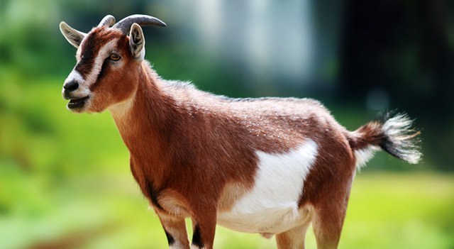Zimbabwe Schools Accept Goats For Fees