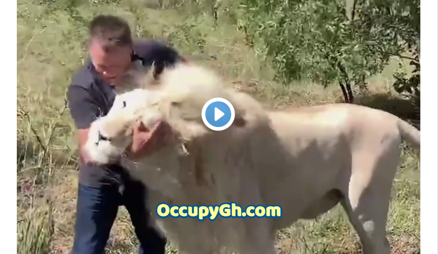 Farmer Greeted By White Lions