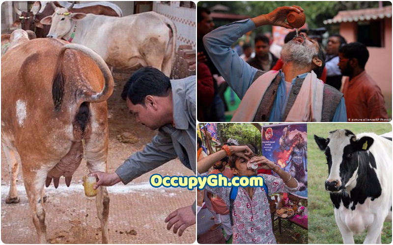 hindu drinking cow dung coronavirus