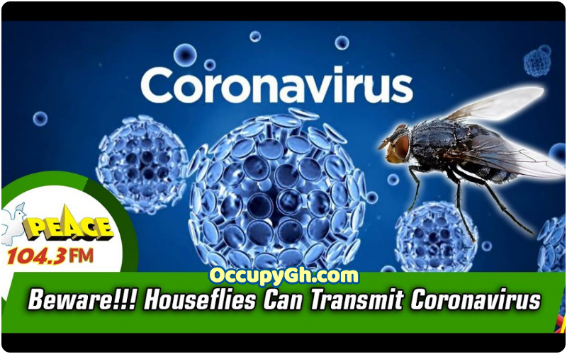 Houseflies Can Transmit Coronavirus