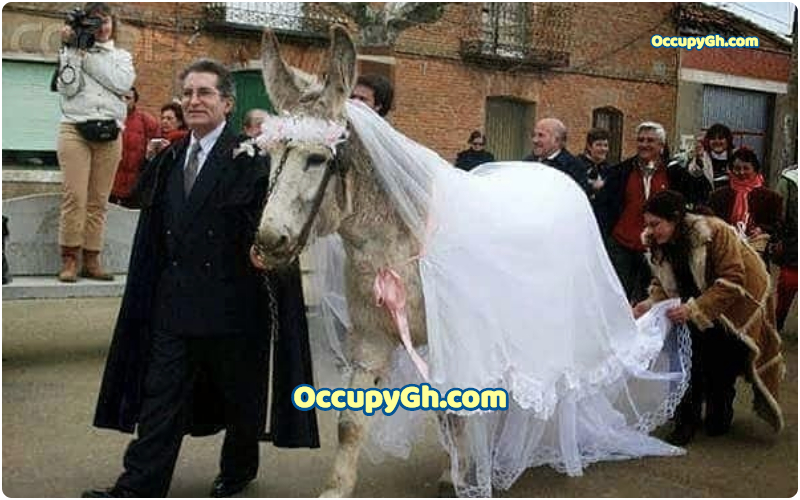 man married to donkey in spain