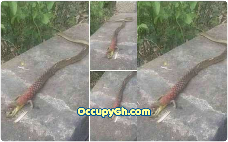 Bizarre Snake With Hands in nigeria
