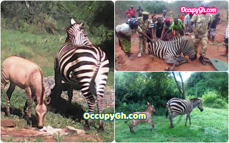 zebra gives birth to donkey