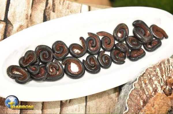 pastor church members eat millipedes beer