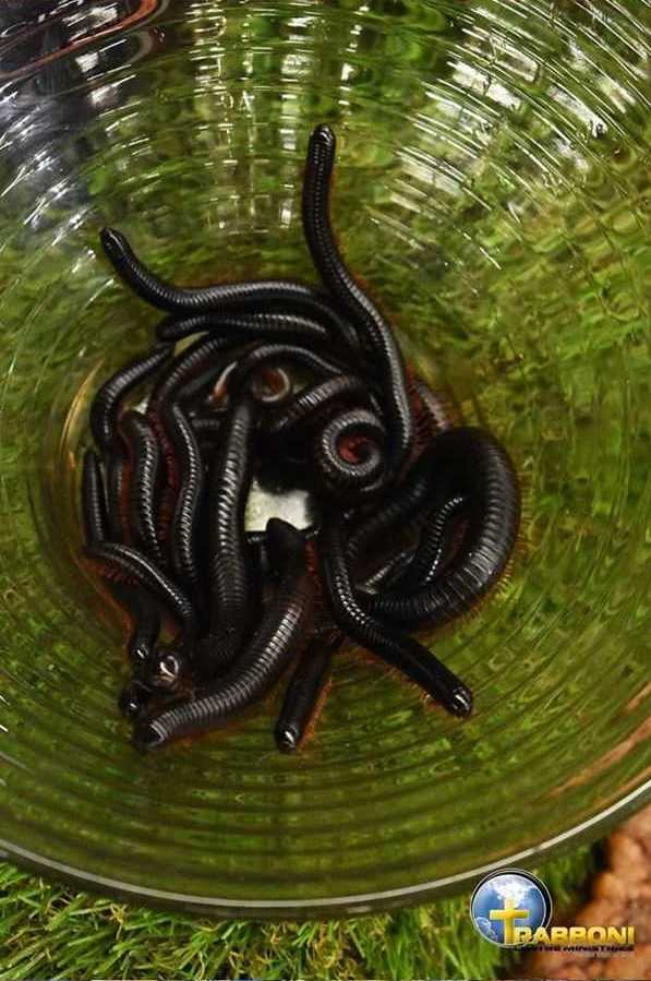 pastor church members eat millipedes beer