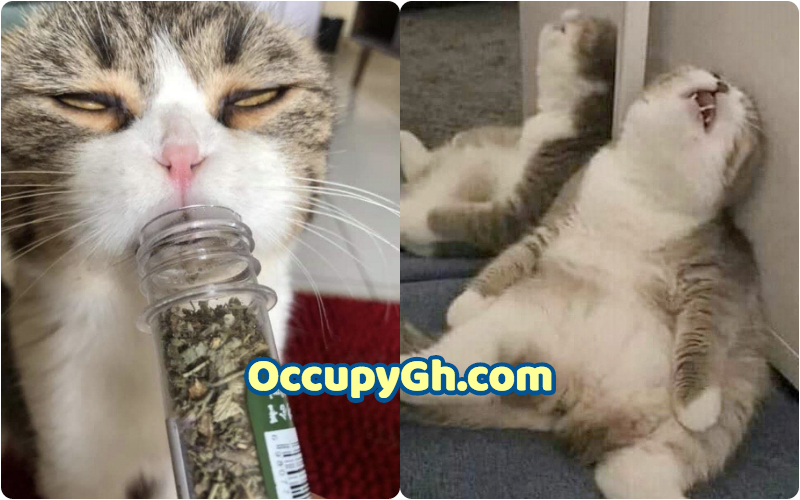 cat high on marijuana