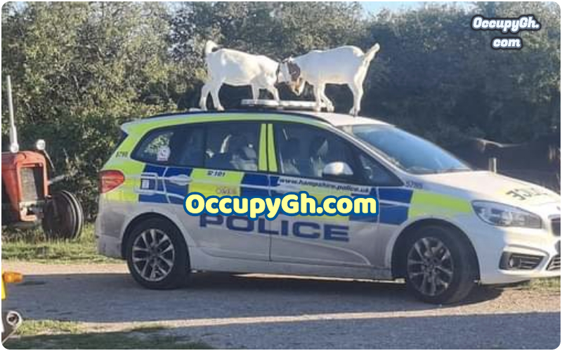 goat on police car