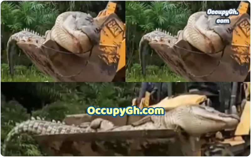 Indonesia Kill Gigantic Crocodile