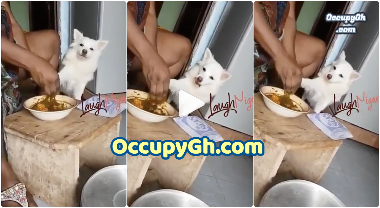 nigerian woman feeds dog
