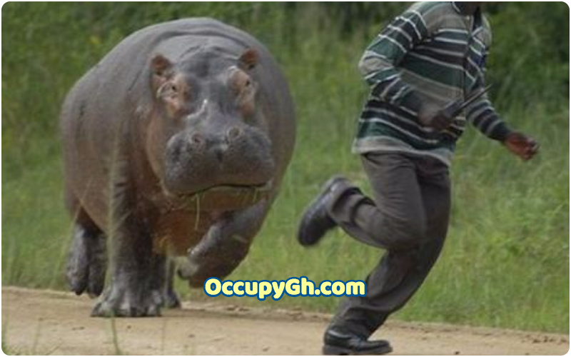 Hippopotamus drowns boy