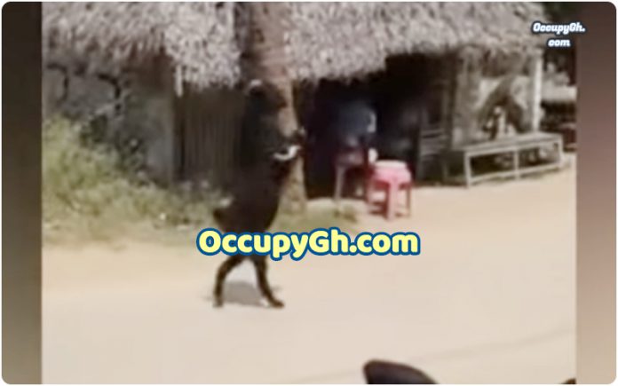 goat walks on legs goat walks on legs