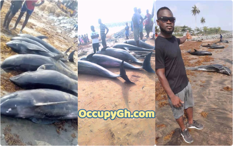 dead dolphins in ghana