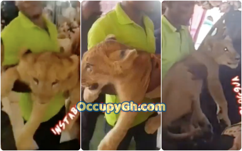 Man Storms Father Burial Ceremony Lion