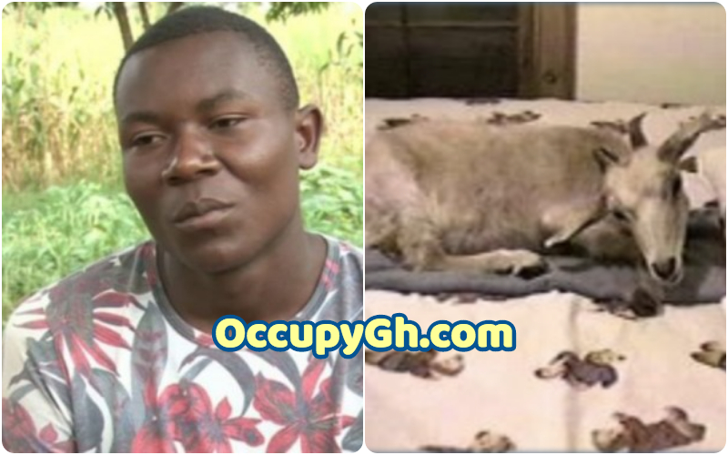 Joel Namasaka girl turns goat in bed