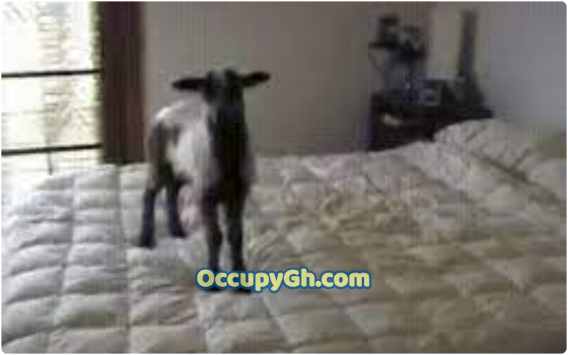 Woman Turns Goat Bed