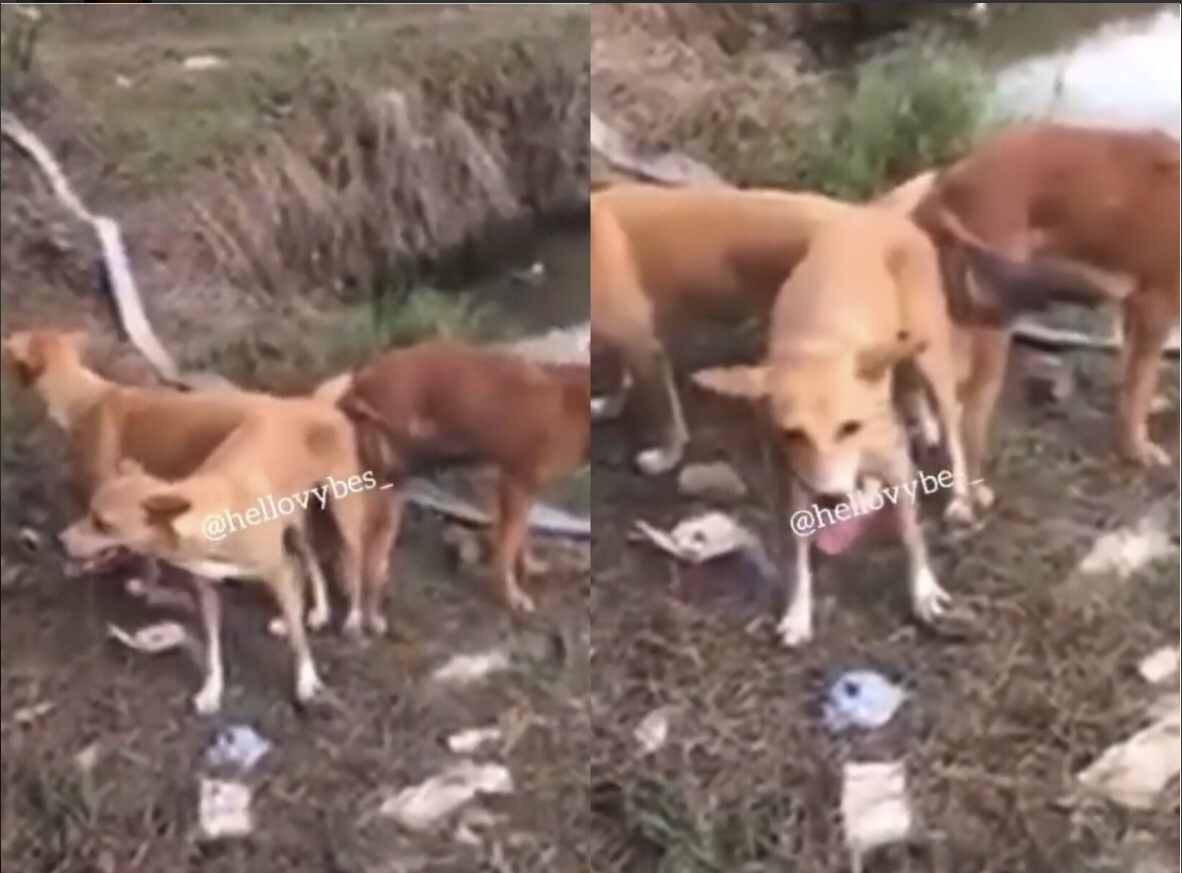3some with dog