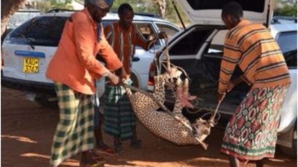 Kenya men captures cheetahs