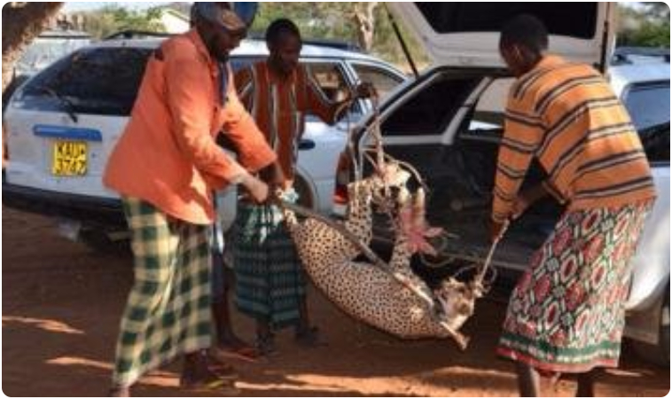 Kenya men captures cheetahs