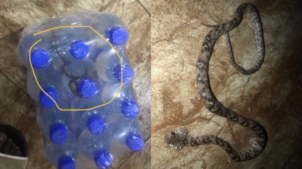 snake inside bottled water