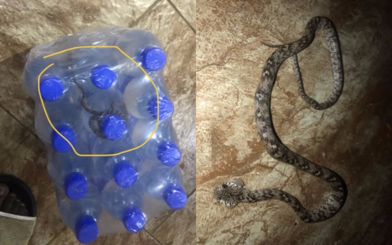 snake inside bottled water