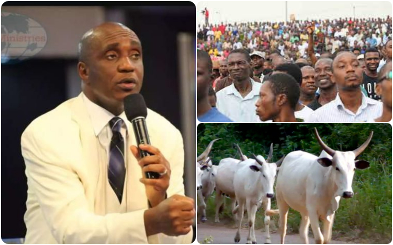cows important nigerians