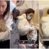 woman breastfeeding cat in plane
