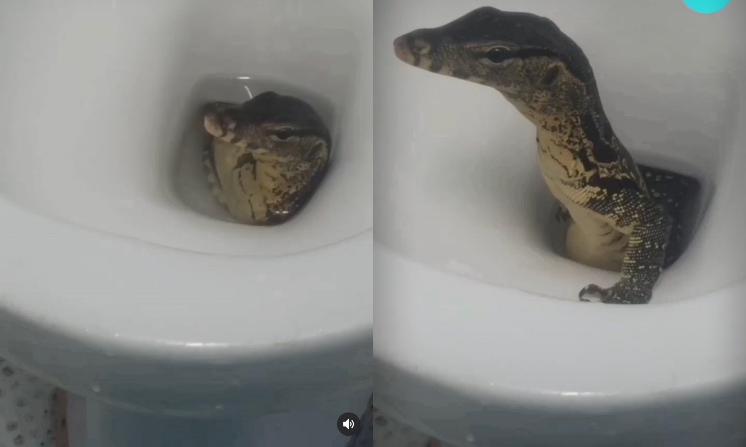 man finds alligator in water closet