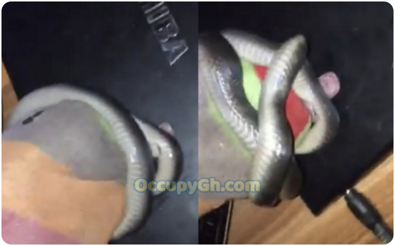 man captures snake bare hands