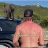 Logan Paul attacked baboons