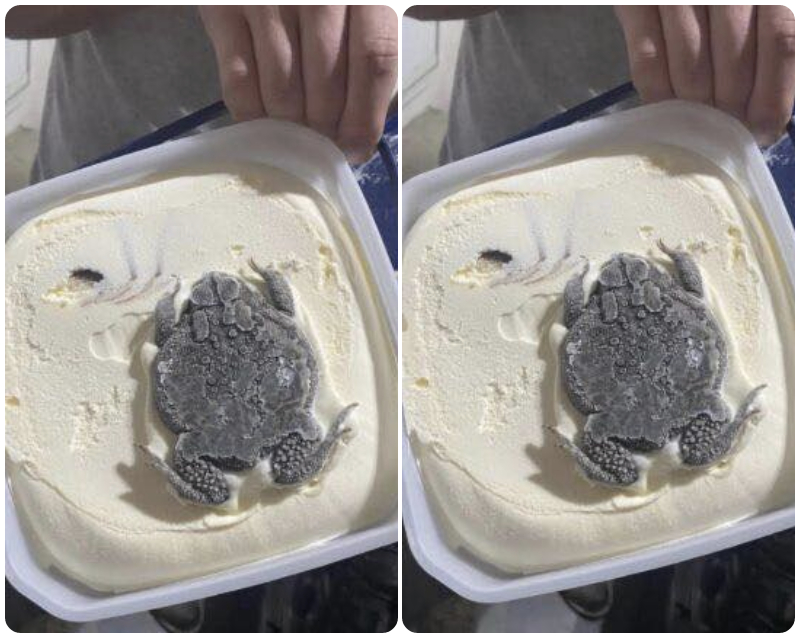 frog in ice cream