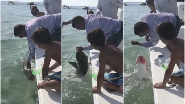 man loses finger shark