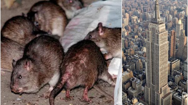 new york rat job