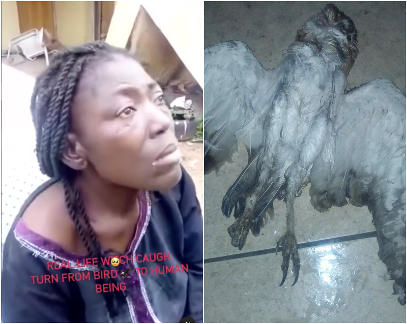 Nigerian witch turned bird human