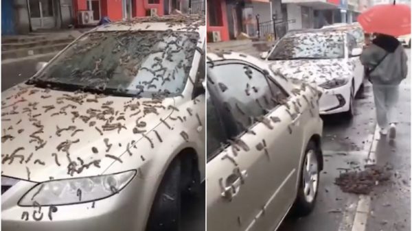 Raining Worms In China Beijing