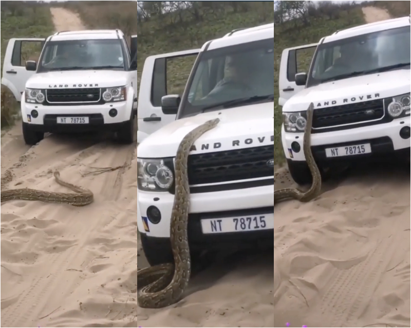 Python Attacks White Range Rover
