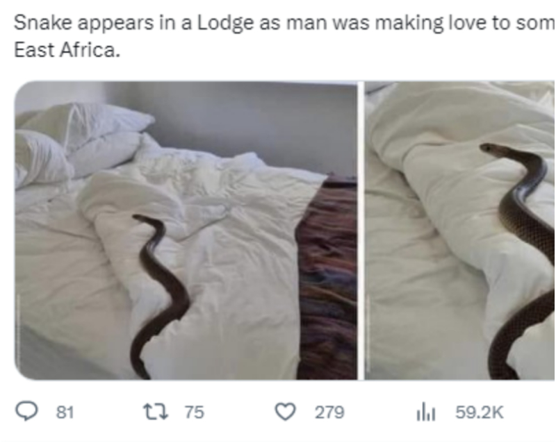 snake appears in hotel