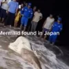 Mermaid Discovered in Japan