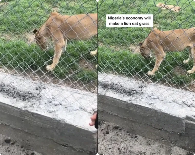 lion eating grass in nigeria