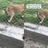 lion eating grass in nigeria