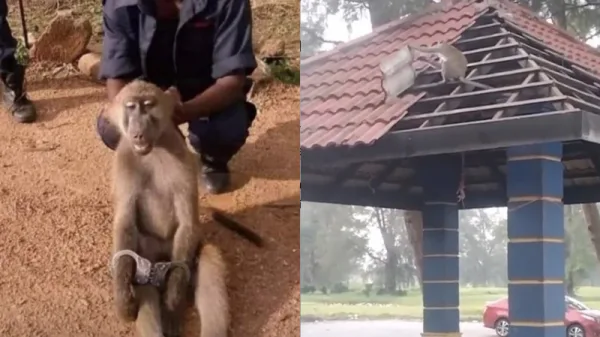 monkey arrested