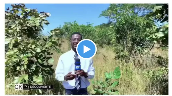 snake greeted kenya tv presenter