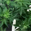 Parliament Passes Bill Allowing 'Wee' Cultivation