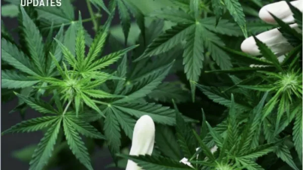 Parliament Passes Bill Allowing 'Wee' Cultivation