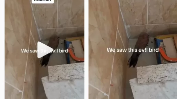 bird in kitchen