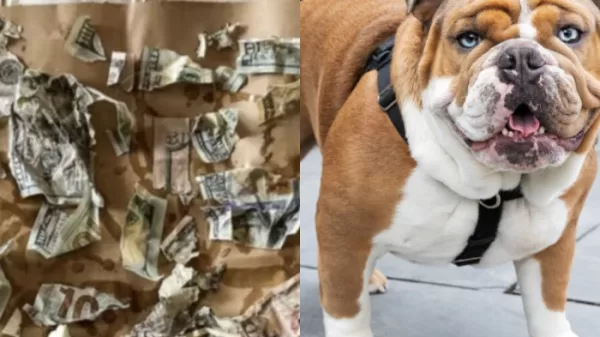 dog devours money