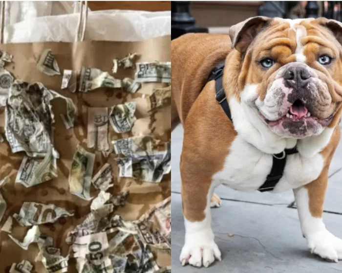 dog devours money