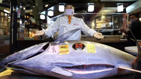 Bluefin Tuna Fish sold at tokyo