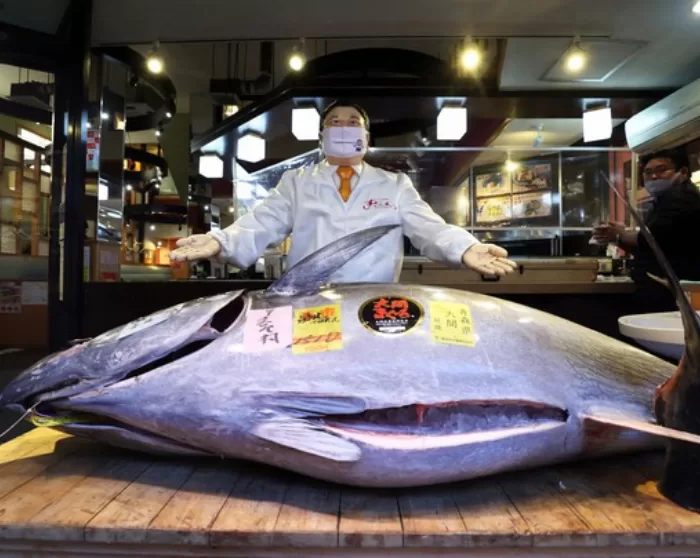 Bluefin Tuna Fish Sold For $800,000 at Tokyo Auction
