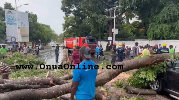 Tree falls motorbike SUV in Cantonments