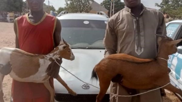 goat thieves